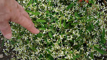 15:30: Schnittgut. Alles aus dem Garten | BR Fernsehen | 4/27 2026