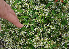 Schnittgut. Alles aus dem Garten