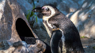01:30: Meet The Penguins (S1 E3) (S1) | Animal Planet | 8/16 2026