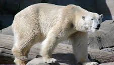 Seehund, Puma & Co. (127)