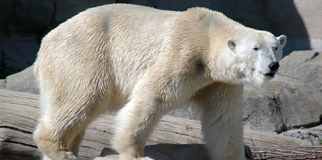 17:10: Seehund, Puma & Co. | Radio Bremen | 3/4 2026