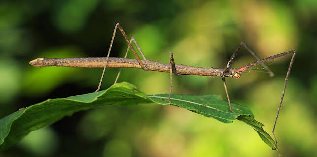 10:00 AM: DIY Deadly with Steve Backshall (S1) | CBBC | 11/13 2025