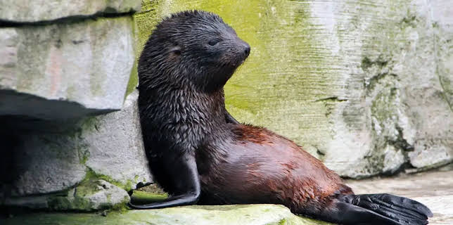 11:40: Leopard, Seebär & Co. | Radio Bremen | 11/28 2025