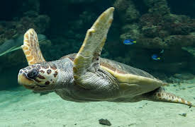 Australia's Oceans: The Pacific Ocean