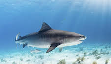 Kamakai - Der größte Tigerhai der Welt?