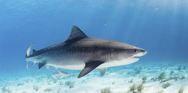 13:05: Kamakai - Der größte Tigerhai der Welt? | ProSieben Maxx | 12/24 2025