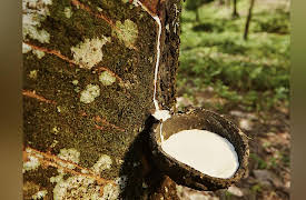 Maya to Aztec: Ancient Mesoamerica Revealed: Mesoamerican Plants, Cuisine, and Medicine