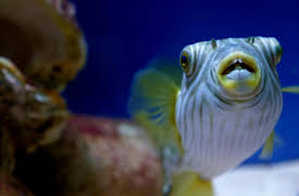 Animal DNA: Beneath the Surface