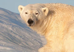 Earth's Greatest Spectacles