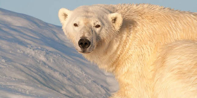 4:15 PM: Earth's Greatest Spectacles | BBC Two | 1/27 2026