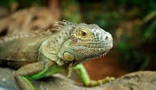 Giraffe, Erdmännchen & Co. (146)