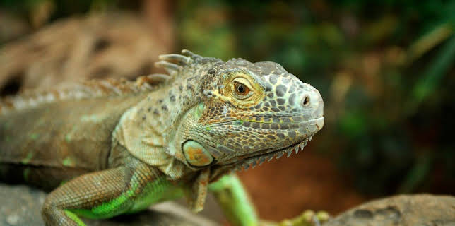 06:00: Giraffe, Erdmännchen & Co. (146) | HR Fernsehen | 1/7 2026