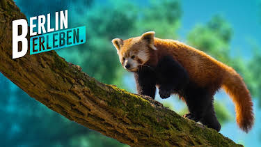 20:15: Die 30 schönsten Geschichten aus dem Berliner Tierpark | RBB Fernsehen | 5/8 2026