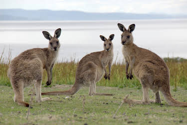 15:15: Tasmanien - Insel am Ende der Welt | 3SAT | 8/14 2026