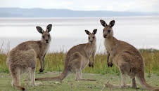 Tasmanien - Insel am Ende der Welt
