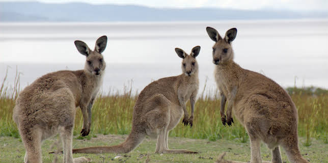 13:20: Tasmanien - Insel am Ende der Welt | 3SAT | 1/6 2026