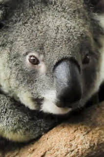 06:00: ¿Cómo lo hacen? Mundo animal: Koalas frescos y llamadas de elefantes | Discovery Max | 4/5 2026