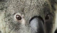¿Cómo lo hacen? Mundo animal: Koalas frescos y llamadas de elefantes
