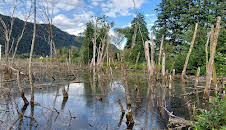 Das Bleistätter Moor - Vom Moor zum Ackerboden zum Moor