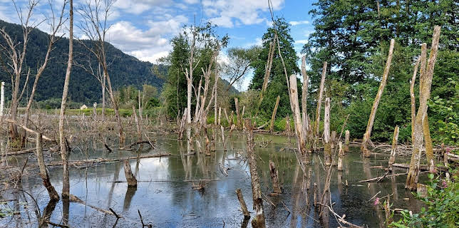 11:50: Das Bleistätter Moor - Vom Moor zum Ackerboden zum Moor | 3SAT | 11/27 2025
