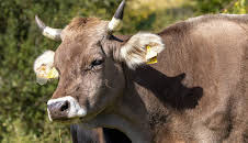 Das Märchen von der bösen Kuh