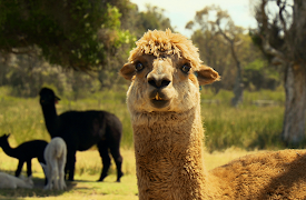 72 Cutest Animals: Small and Tall