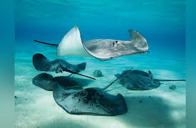 Zoology: Understanding the Animal World: Bony Fish, Skates, Sharks, and Rays