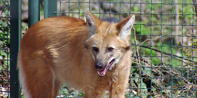 14:25: Elefant, Tiger & Co. (240) | MDR Fernsehen | 1/28 2026