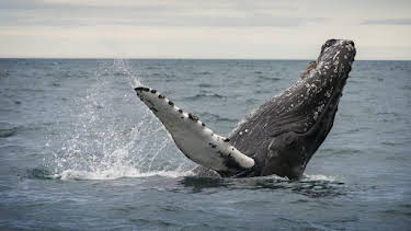2:00 PM: Nature's Strangest Mysteries: Solved (S1) | Discovery Channel | 6/4 2026
