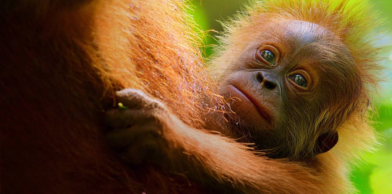 Secret Lives of Orangutans (2024)
