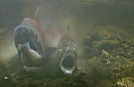 Life on Fire: Surprise Salmon