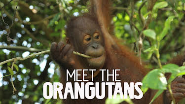 02:30: Meet The Orangutans (S1 E4) (S1) | Animal Planet | 2/1 2026