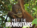 Meet The Orangutans