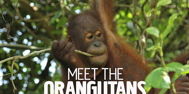 01:53: Meet The Orangutans (S1 E1) (S1) | Animal Planet | 11/9 2025