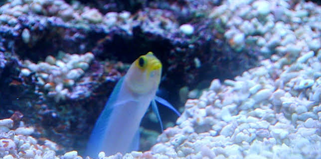 10:35: Elefant, Tiger & Co. (342) | MDR Fernsehen | 3/19 2026