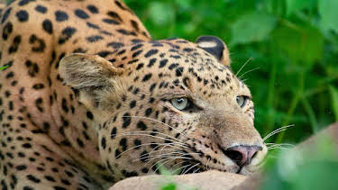 20:15: Die Leoparden-Dynastie | Arte | 4/16 2026