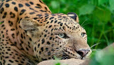 Die Leoparden-Dynastie