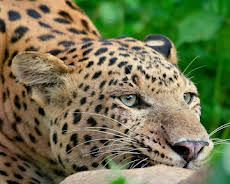 Die Leoparden-Dynastie