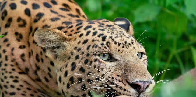 10:35: Die Leoparden-Dynastie | Arte | 1/21 2026