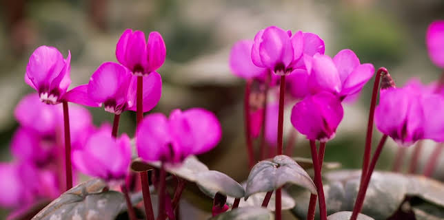 08:30: MDR Garten | MDR Fernsehen | 3/1 2026