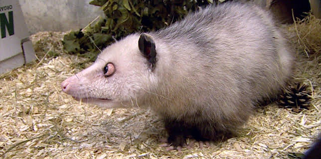 14:25: Elefant, Tiger & Co. (252) | MDR Fernsehen | 2/13 2026