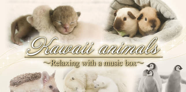 Kawaii animals～Relaxing with a music box～