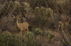 America's National Parks (Classic): Saguaro