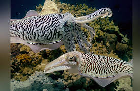 Arabian Seas: Magicians of the Reef