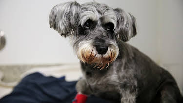 10:00 PM: The Supervet: Noel Fitzpatrick (S6 E10) (S6) | W | 12/22 2025