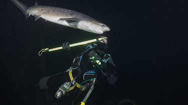 23:00: Sharks of the Shadowland | Animal Planet | 4/4 2026