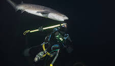 Sharks of the Shadowland