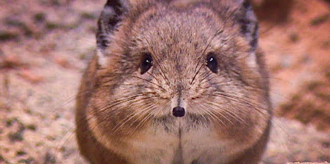 10:35: Elefant, Tiger & Co. (285) | MDR Fernsehen | 12/23 2025