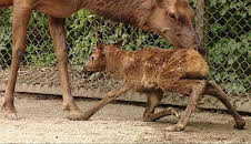 Leopard, Seebär & Co. (70)