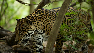 13:05: Wild Costa Rica | Animal Planet | 4/7 2026